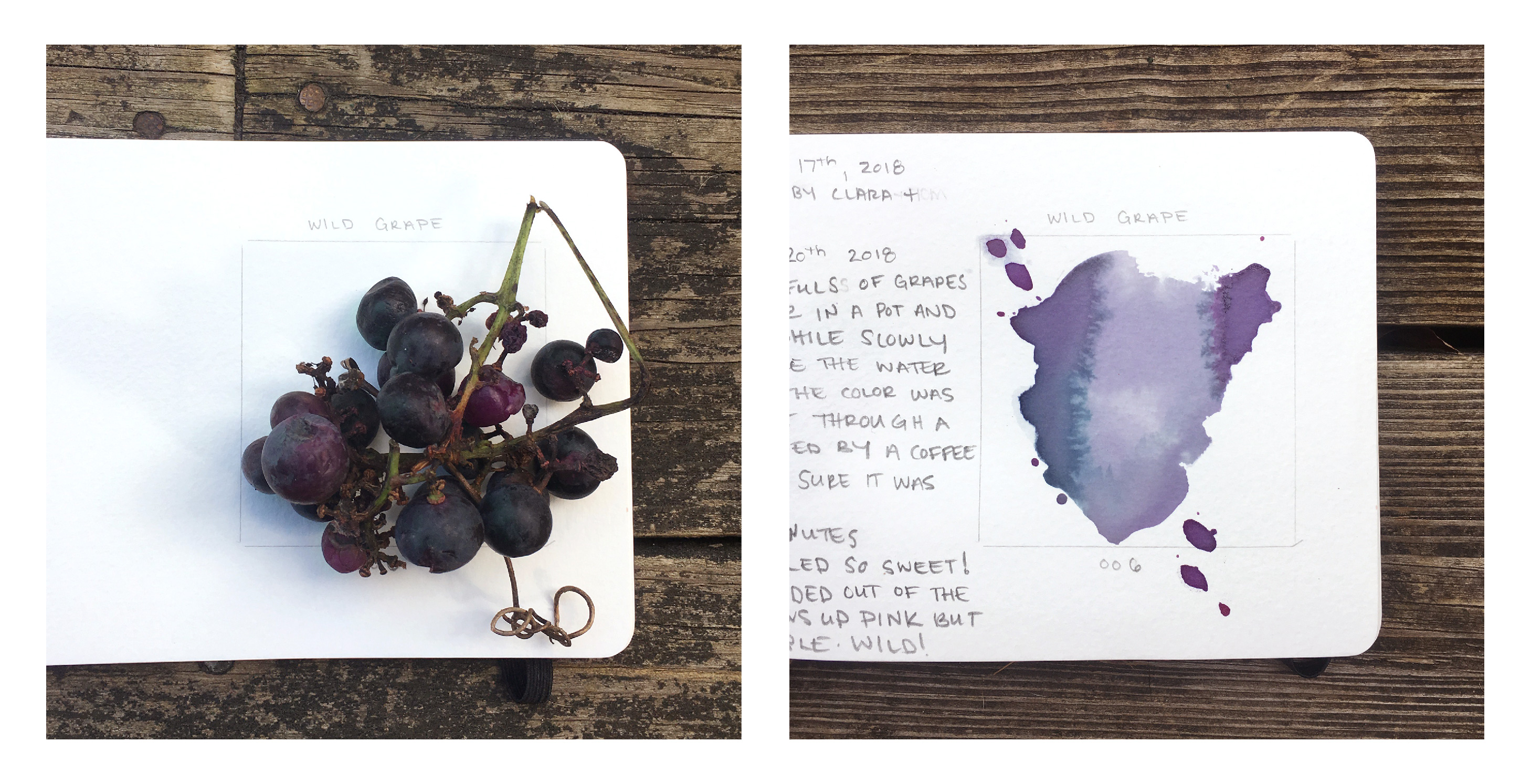 I decided to go to the Catskills and take along Jason Logan of Toronto Ink Company’s book Make Ink: A Foragers Guide to Natural Ink Making. Over the next 7 days, I muddled through to create green and purple and pink and a lot of browns, a few laws of color making began to emerge.